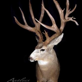A Dorman Mule Deer taxidermy mount with large, multi-pointed antlers is displayed against a black background. The Antlers by Klaus logo appears in the lower left corner.