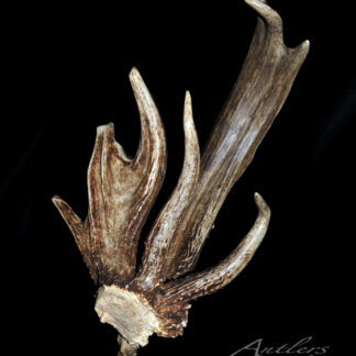 The Stump Shed is a large, brown deer antler with multiple tines and a broad palm, featuring textured detail and natural color variation, displayed against a black background.