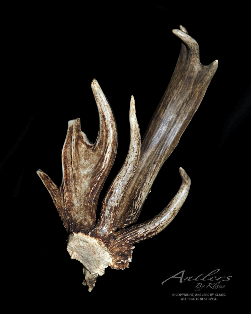 Stump Shed - Antlers by Klaus