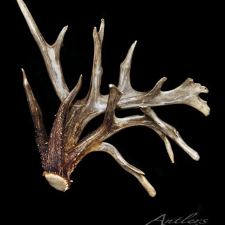 A large, multi-branched deer antler with complex tines is displayed against a solid black background. The antler, labeled "Minnesota 144"," features rough textures at the base and smoother tips.