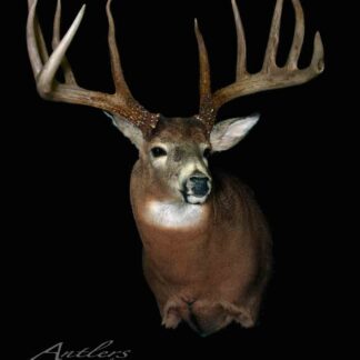 Shoulder mount of a mature buck with large, symmetrical antlers against a black background. The text “King Buck Sheds” appears in the lower left corner.