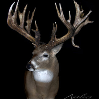 The Doug Broich Buck, a mounted deer head with an exceptionally large, multi-pointed set of antlers, is displayed against a black background. "Antlers By Klaus" appears in the lower right corner.