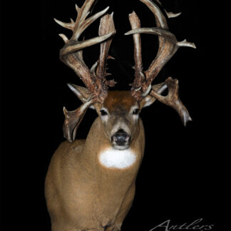 The Monkey Mountain Monster is a mounted deer head with large, complex antlers featuring many points and thick beams against a black background. The Antlers by Klaus logo appears in the lower right corner.