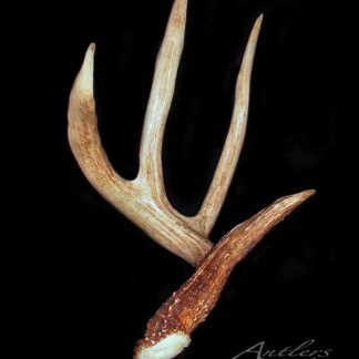 The Fickes 4 Point Shed features a deer antler with a brown base and beige tips, displayed diagonally against a black background with the points extending upward and outward.