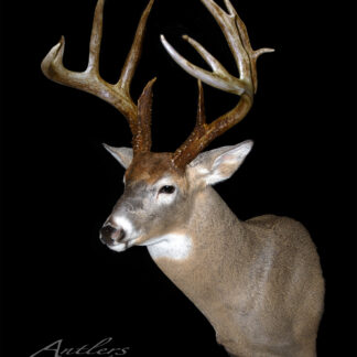 A mounted Brian Hill Buck white-tailed deer head with large, branching antlers is displayed against a solid black background. The deer's brown fur has a light underside. "Antlers by Klaus" appears at the bottom left of the image.