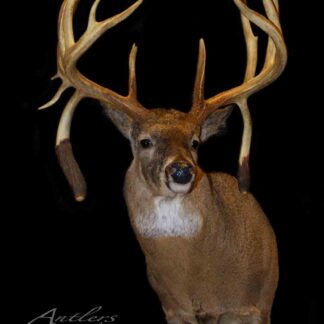 The Lon Horbach Buck, a mounted deer head with large, branching antlers and brown fur with a lighter chest, is displayed against a black background. "Antlers by Klaus" appears in the lower left corner.