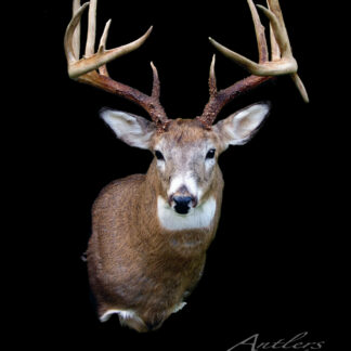 The Ray Swope Buck is a mounted deer head with large, branching antlers, displayed against a solid black background. The deer faces forward, highlighting its brown fur and distinctive white markings.