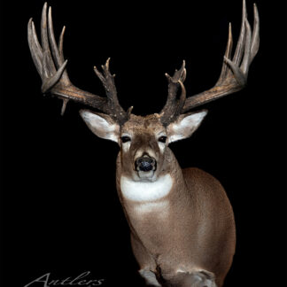 A mounted taxidermy deer with large, multi-pointed antlers is displayed against a solid black background. The deer faces forward, highlighting its detailed fur and antler spread. Wausau Sheds is written at the bottom left.