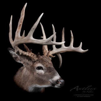 A close-up of the Michigan Barn Buck mounted deer head, featuring large branching antlers, brown fur, alert eyes, and distinct white markings on its nose and around its eyes against a black background.