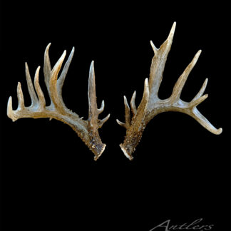 The Dozer Sheds Set 2011 features two large brown deer antlers with rough bases and smooth, branching tines displayed side by side on a black background.