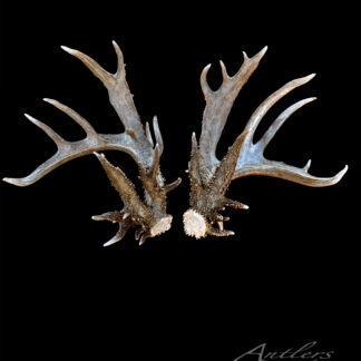 The Dozer Sheds Set 2012 features two large brown deer antlers with multiple pointed tines, displayed side by side on a solid black background. The antlers showcase detailed texture and natural color variations.