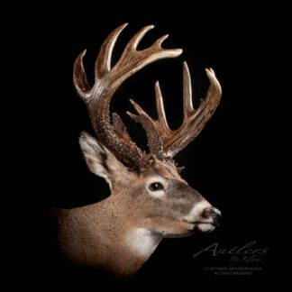 The Titan Buck, a white-tailed deer taxidermy mount with large, symmetrical antlers, is shown against a black background. The image features an Antlers By Klaus watermark in the lower right corner.