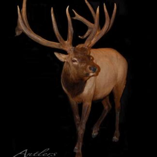 A large elk, named Franklund Bulldozer Elk, with wide branching antlers stands against a black background, its head slightly turned to the side. "Franklund Bulldozer Elk" appears in the lower left corner.