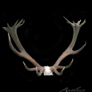 The Red Stag features a pair of large, symmetrical brown antlers with multiple points, mounted at the base and displayed against a solid black background.