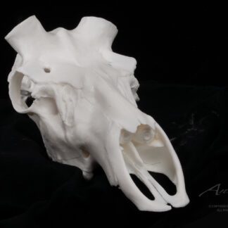 An Elk Skull with large nasal openings and prominent teeth is displayed on a black surface against a dark background. The detailed white skull likely comes from a large mammal.