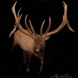 The Enclosure Elk 518" is shown mounted against a black background, its mouth slightly open and its large, multi-point antlers prominently displayed. The image features the text “Antlers by Klaus.”.