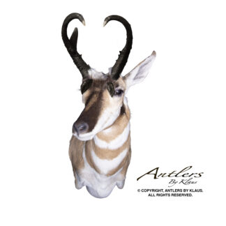 The Four Prong Antelope is a mounted pronghorn head with dark curved horns and tan-and-white fur, shown on a white background. "Antlers by Klaus" and copyright text appear in the lower right corner.