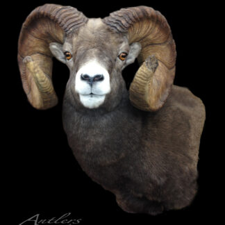 A taxidermy mount of a Rocky Mountain Big Horn with large, curled horns is displayed against a black background. "Antlers by Klaus" appears in white text in the lower left corner.