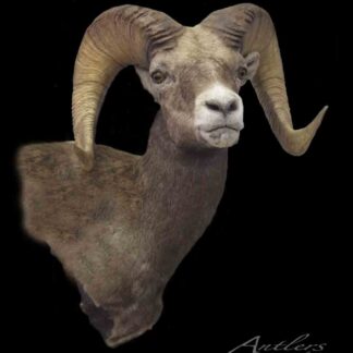 The Gaston Rocky Mtn Sheep is a taxidermy mount featuring large, curved horns and detailed fur, set against a black background. The sheep faces forward, showcasing its impressive horns and lifelike texture.