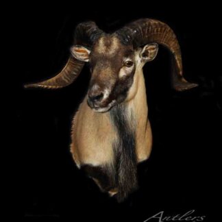 A mounted Coriscan Sheep taxidermy head with curved horns and a long, dark beard is displayed against a solid black background. The text "Antlers By Klaus" appears in the lower right corner.