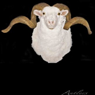 A taxidermy mount of a Merino Sheep with large, curved horns is displayed against a black background. The Antlers By Klaus logo appears in the lower right corner.