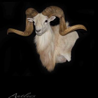 The Texas Double Curl Dall Sheep features a mounted white ram with thick, spiraled horns that curve outward and downward against a black background. "Antlers by Klaus" appears in the lower left corner.