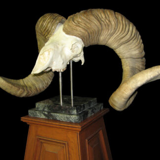 The Argali is a large ram skull with impressive curved horns, mounted on a dark pedestal with a wooden base, and displayed against a black background.