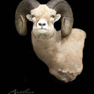 A taxidermy mount of the Alberta Big Horn, featuring large curved horns, is displayed from the shoulders up against a black background. The animal faces forward. The image is labeled Antlers by Klaus.