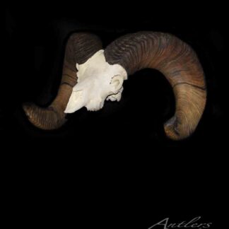The Kummerfeldt Rocky Mt. Big Horn with Skull features large, ridged brown horns on a ram skull set against a black background, with an "Antlers by Klaus" watermark in the lower right corner.
