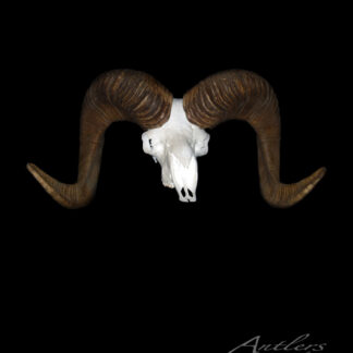 The Argali Sheep 212, a large curved ram skull with prominent brown horns, is displayed against a black background. “Antlers by Klaus” and a copyright notice are visible in the bottom right corner.