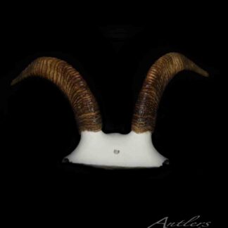 A pair of brown, curved Ewe Sheep horns with a rough, spiraled texture are mounted on a white base against a black background. The Antlers by Klaus logo appears in the bottom right corner.