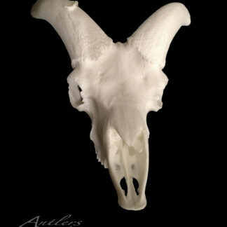 The Kraft Dall Sheep Skull, a white skull with two upward-curving horn bases, is displayed against a plain black background with the Antlers by Klaus logo in the bottom left corner.