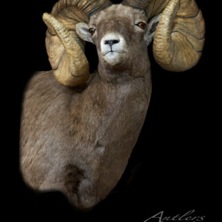 The Twister Rocky Mtn Big Horn features a detailed taxidermy mount of a bighorn sheep with large, curled horns and brown fur with lighter facial markings, shown on a black background and watermarked by Antlers by Klaus.