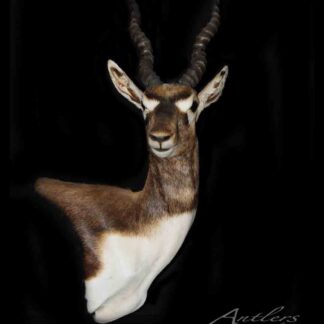 The Black Buck is a taxidermy mount of a blackbuck antelope with spiraled horns and a white and dark brown coat, displayed against a solid black background. The Antlers by Klaus logo appears in the lower right corner.
