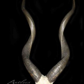 The Sitatonga features two long, dark, spiraled antelope horns curving upward from a small section of white skull against a black background. A subtle Antlers by Klaus watermark is visible on the image.