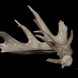 The Clunker Shed: a pair of brown deer antlers with multiple tines displayed on a black background.