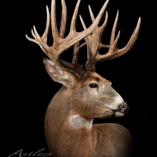 The Colorado Mystery Buck, a mounted deer head with large, multi-pointed antlers, is displayed against a black background with lighting that highlights the details of the antlers and fur. “Colorado Mystery Buck” appears in the lower left corner.