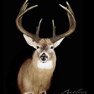 A mounted deer head with large antlers is displayed against a black background, facing forward to show its light brown fur and impressive antlers. "Saskatchewan Sheds" is written in the bottom right corner.