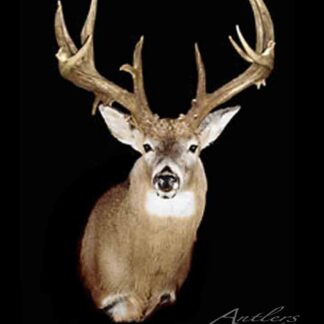 The Alberta Buck, a mounted deer head with large, intricate antlers, is displayed against a black background. The deer faces forward to highlight its detailed fur and antlers, with "Alberta Buck" inscribed in script at the lower right corner.