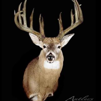 A mounted deer head with large, branched antlers faces forward against a solid black background, highlighting its detailed fur and prominent antlers. "Broken O Buck" is displayed in the lower right corner.