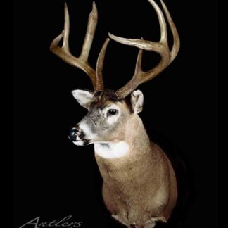 The Montana 4x4 is a mounted white-tailed deer with large, branched antlers, shown from the chest up and set against a black background, its head turned slightly to the side.
