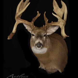 The Montana Double Deuce features a mounted deer head with large, thick, asymmetrical antlers—one side notably more irregular—displayed against a solid black background.