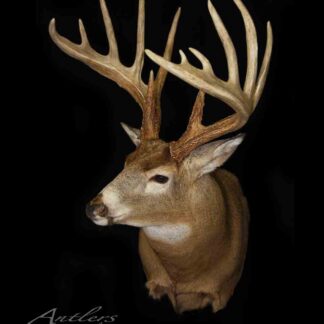 The “Chad Francis Sheds” features a mounted white-tailed deer head with impressive, branching antlers against a black background, showcasing its lifelike pose and remarkable antler structure.