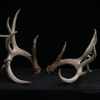 The Chally Sheds showcases two large, naturally shed deer antlers set against a black background, highlighting their sharp tines and textured bases.