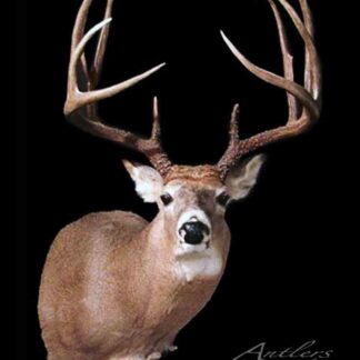 The Troy Gentry Buck is a taxidermy mount featuring a white-tailed deer buck with large, symmetrical antlers displayed against a solid black background.