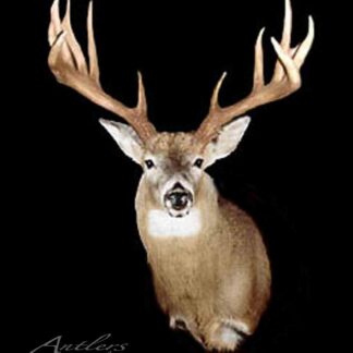 The Vandrish Buck features a mounted deer head with wide, impressive antlers displayed against a solid black background, giving it a majestic and striking appearance.