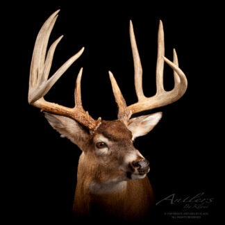 The Whitmire Buck, a mounted deer head with large, symmetrical antlers, is displayed against a black background. Detailed fur and impressive antler structure are shown, with the words "Antlers by Klaus" in the corner.