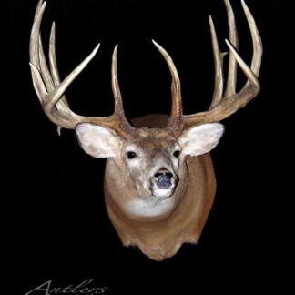 The Wayne Zaft Buck, a mounted deer head with wide, symmetrical antlers and multiple points, features light brown fur with white markings on its face and neck, displayed against a black background.