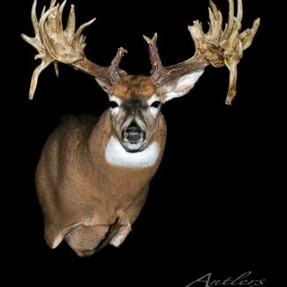 A mounted deer head with unusually large, complex, and asymmetrical antlers is displayed against a black background. The text Tony Fulton Buck appears in the bottom right corner.