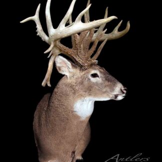 The Crawford Buck is a taxidermy mount of a white-tailed deer with massive, irregular antlers featuring multiple points, displayed against a black background.